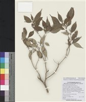 藏品(深山野牡丹)的圖片